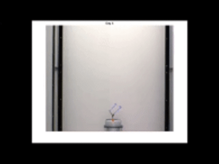 DETERMINATION OF PLANT ARCHITECTURE BASED ON TIME-LAPSE IMAGE ANALYSIS